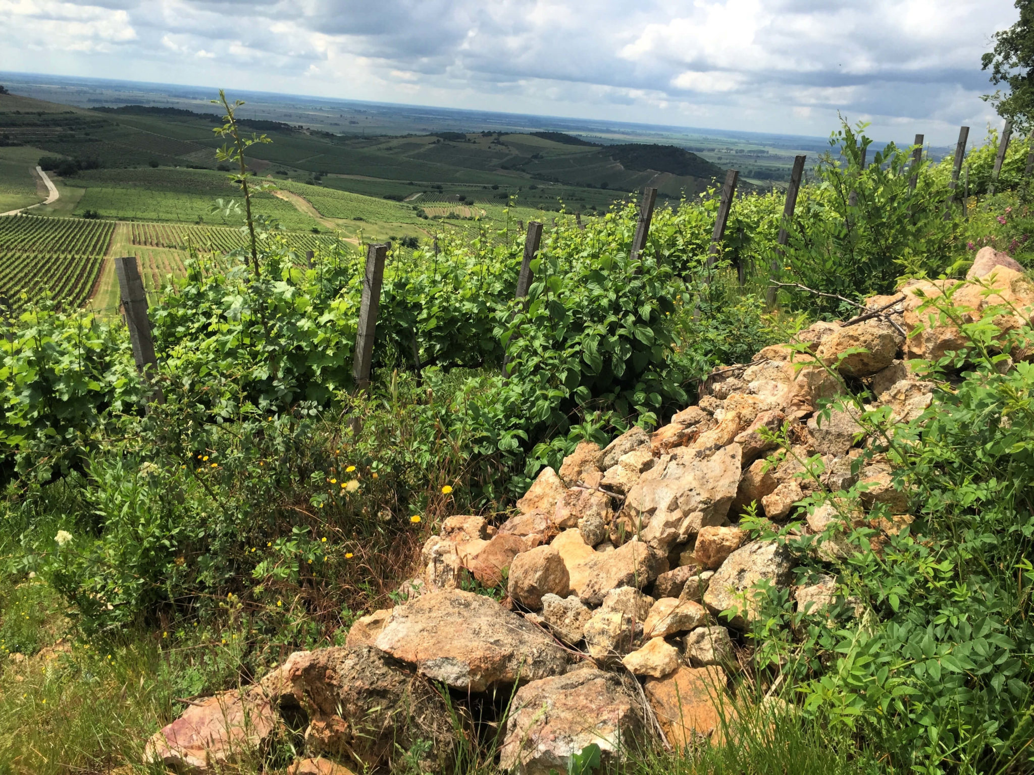 tokaji wine hungary