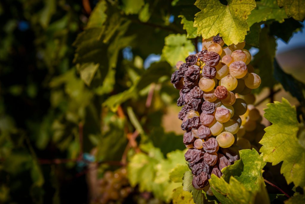 tokaji wine hungary